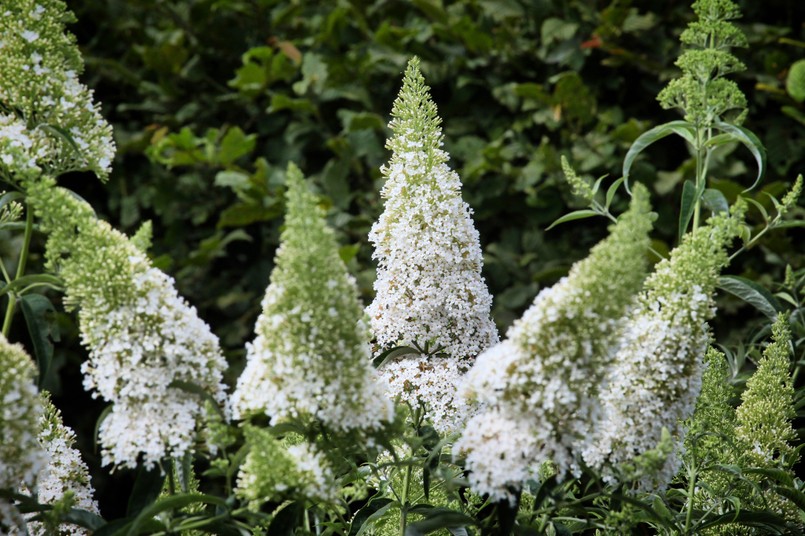 Budleja Davida Dawida Buddleja,Davidii,'white,Profusion',,Butterfly,Bush,In,Flower