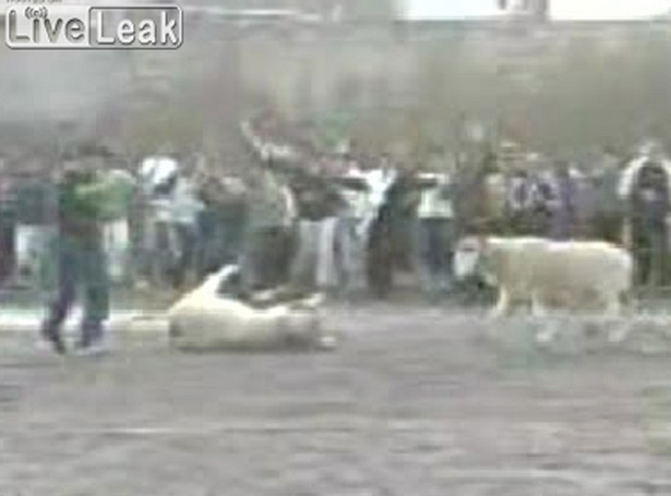 Algierczycy organizują walki... owiec