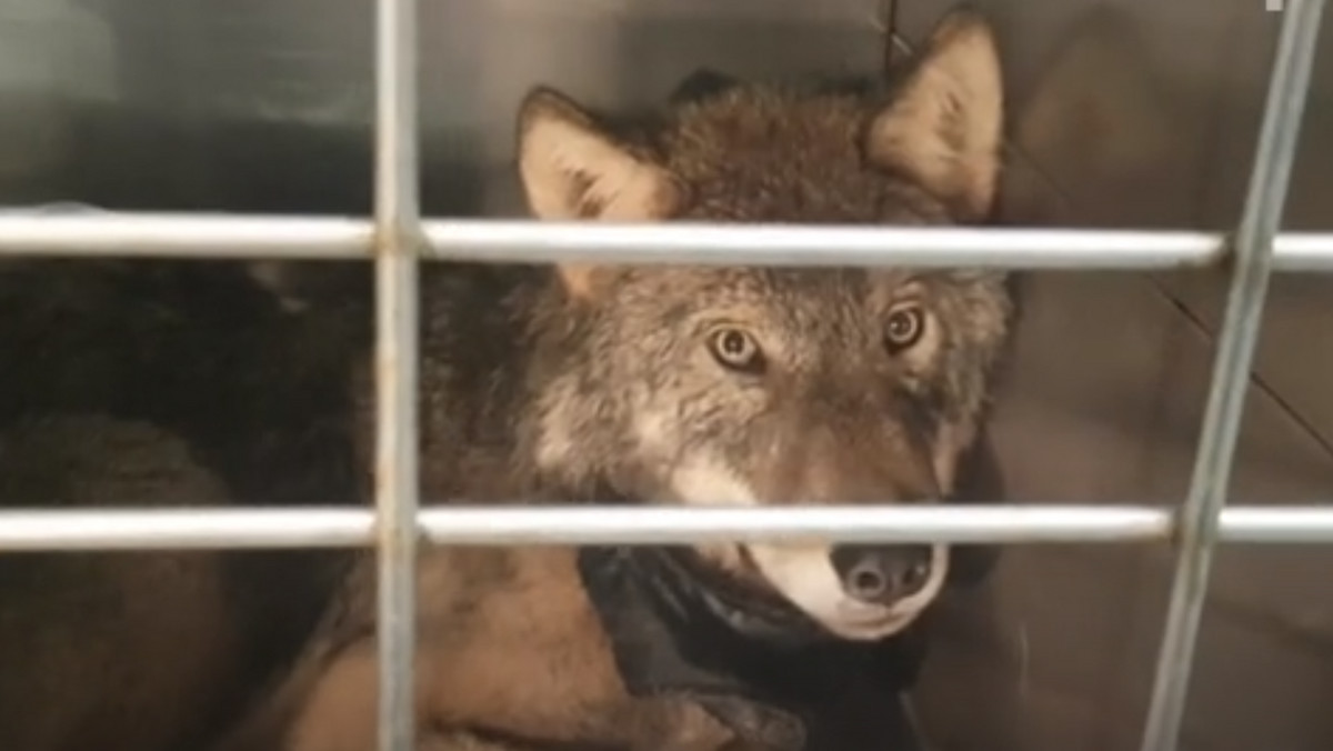 Estonia: Uratowali wilka. Myśleli, że to pies