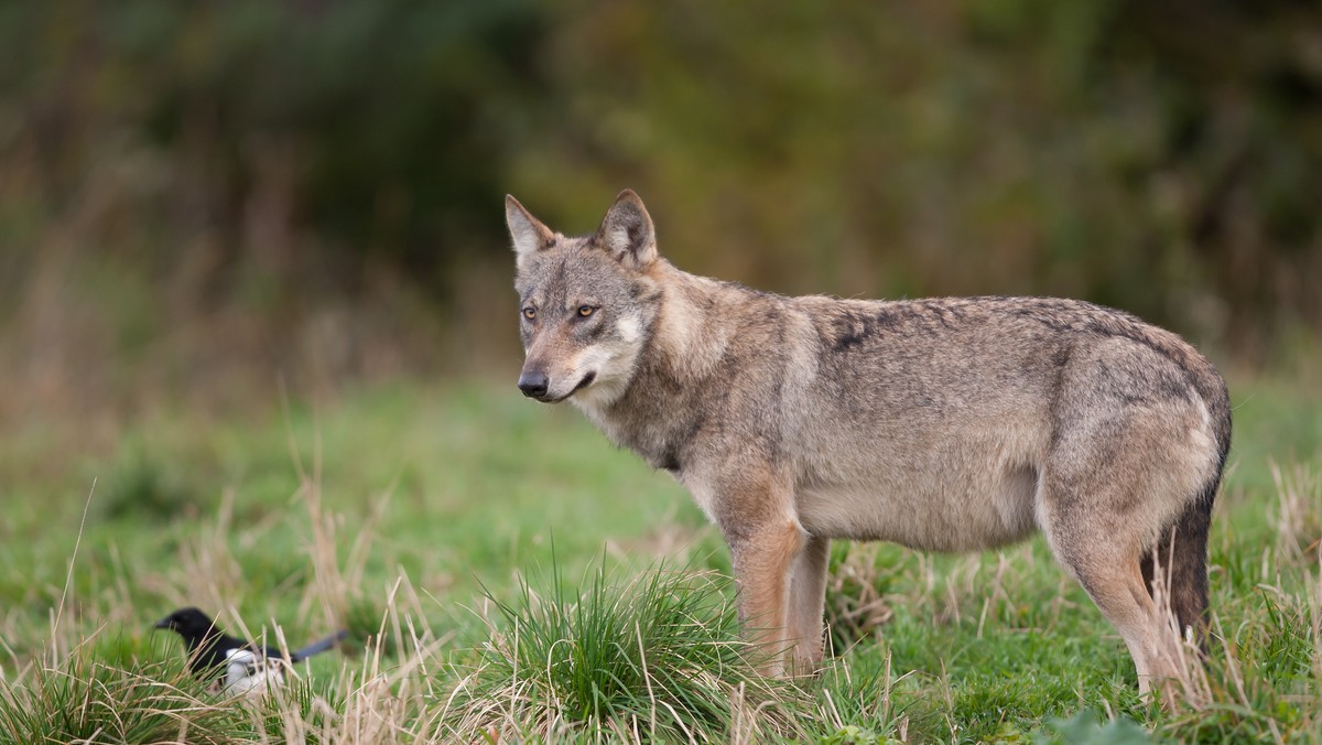 Beskidy: koło Izdebnej wilki zagryzły cztery owce