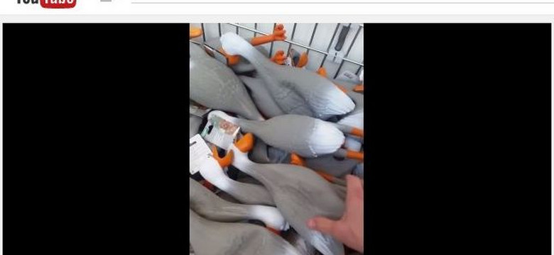 Armia kaczek podbija Internet [WIDEO]