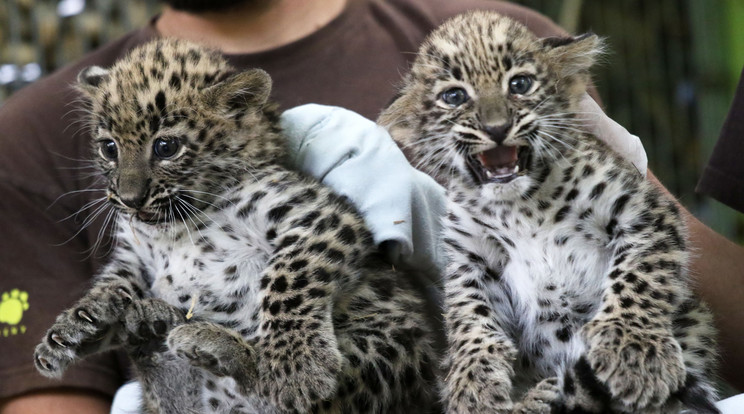 Bár mint két tojás, úgy hasonlítanak egymásra a testvérek, a leopárdok 
ermészete teljesen eltérő /Fotó: MTI/ Mészáros János