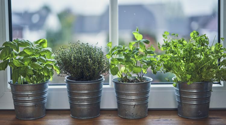 Ezeket a növényeket ültesd az ablakba, és nem kell bosszankodnod a szúnyogok miatt Fotó: Getty Images