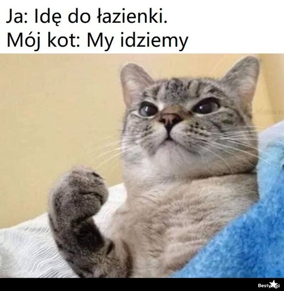 Najlepsze memy o kotach