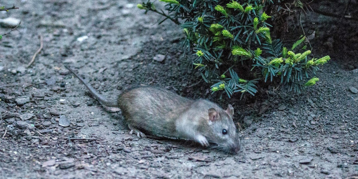 Plaga szczurów  Krakowie. Będzie dodatkowa deratyzacja! 