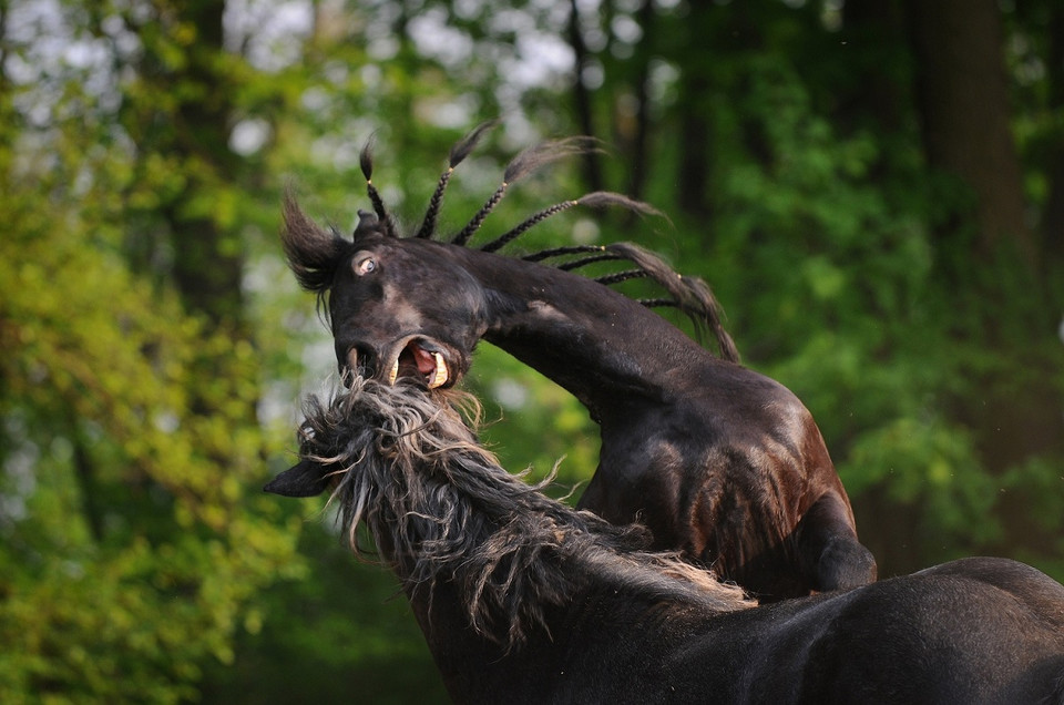 Najlepsze zdjęcia National Geographic 2011 - Małgorzata Mąkosa, „Zabawa”