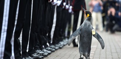 Pingwin został generałem!