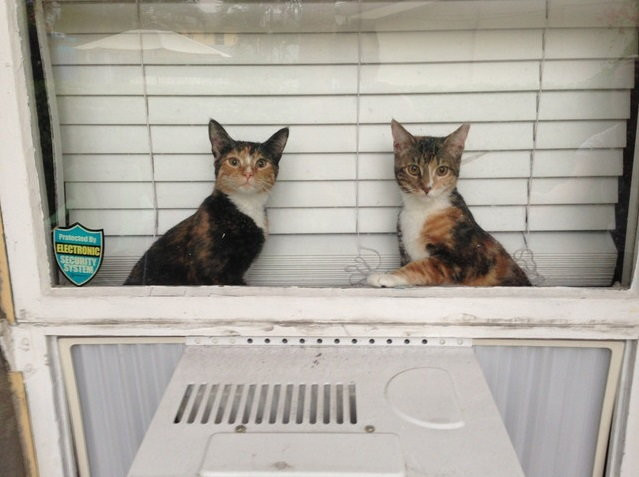 Te kotki wyglądają na zdziwione