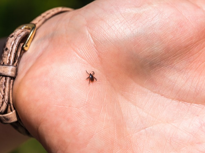 Nanesite dve kapi na odeću i krpelji vam neće prići: Prirodna zaštita traje 24h