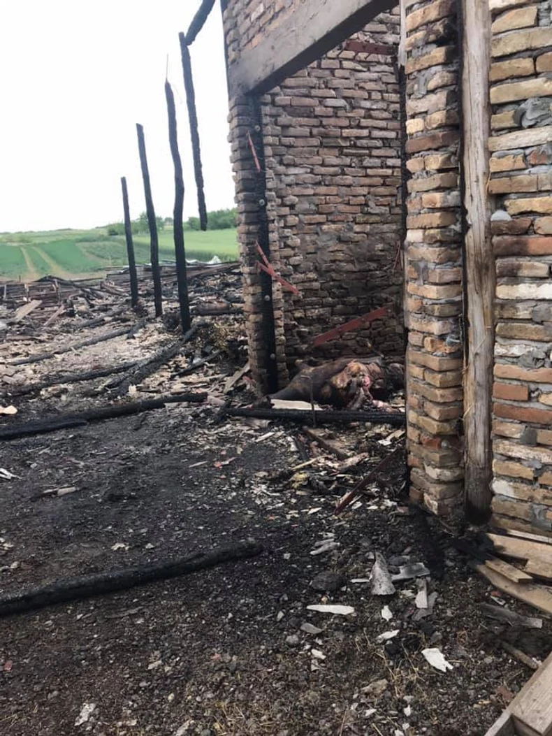 Izgorelo stado ovaca