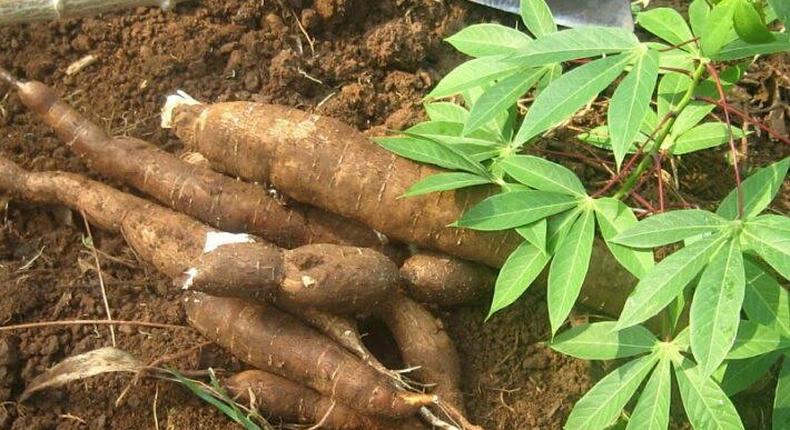 They had consumed the cassava meal for dinner [Daily Trust]