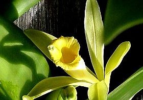 vanilia-noveny-d00000FFD553c89a6a2a8
