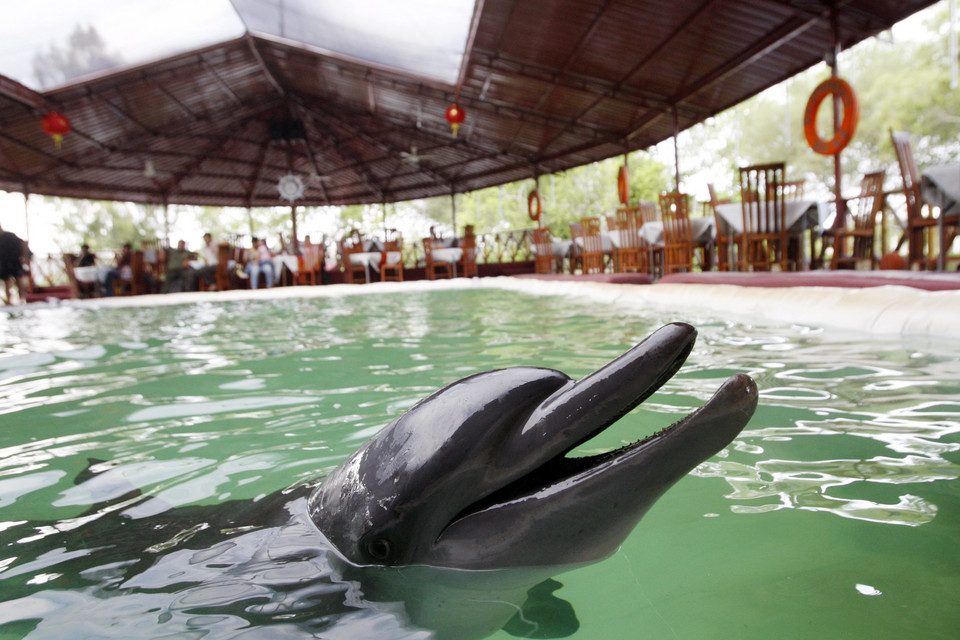 Delfiny atrakcją restauracji na Bali. Minister apeluje