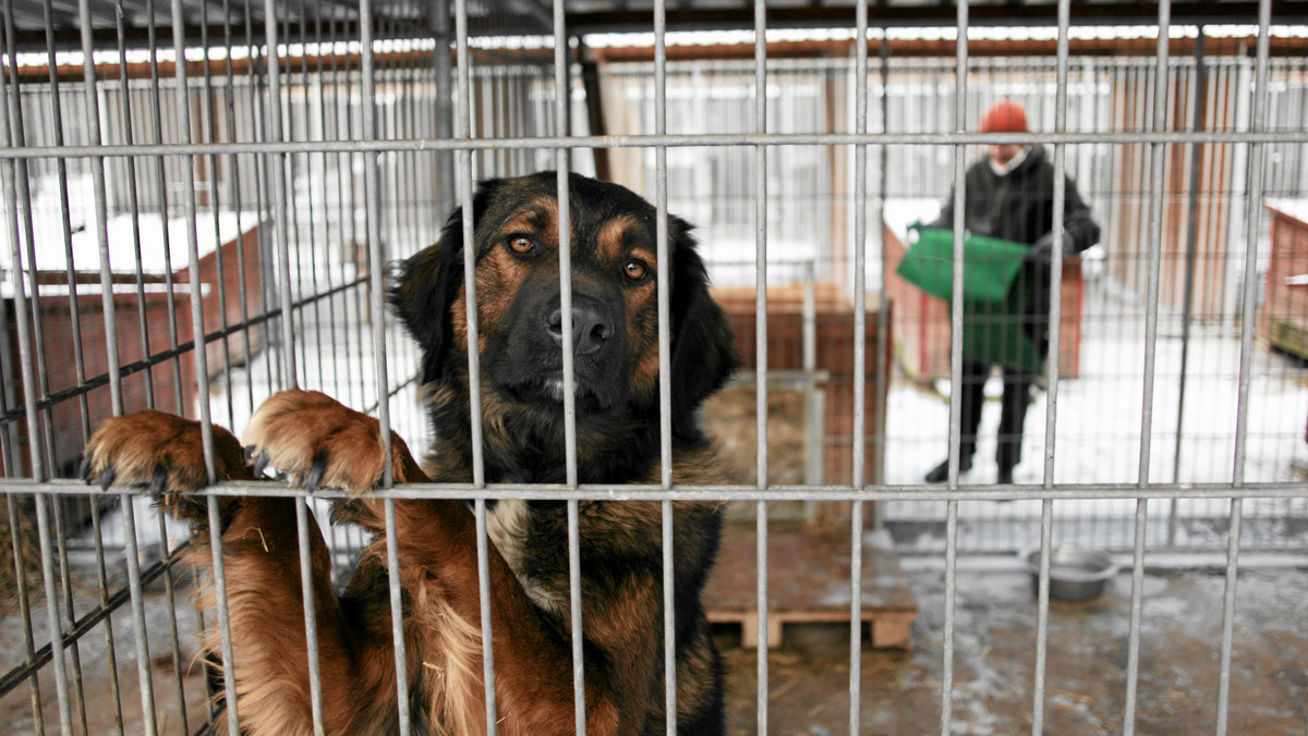 Pokaz szkolenia, reanimacji i udzielania pierwszej pomocy psom będzie można zobaczyć na sobotnim festynie zorganizowanym w Krakowskim Schronisku dla Bezdomnych Zwierząt z okazji XX-lecia placówki. Organizatorzy liczą też, że przyjadą osoby zdecydowane na adopcję zwierzaków.