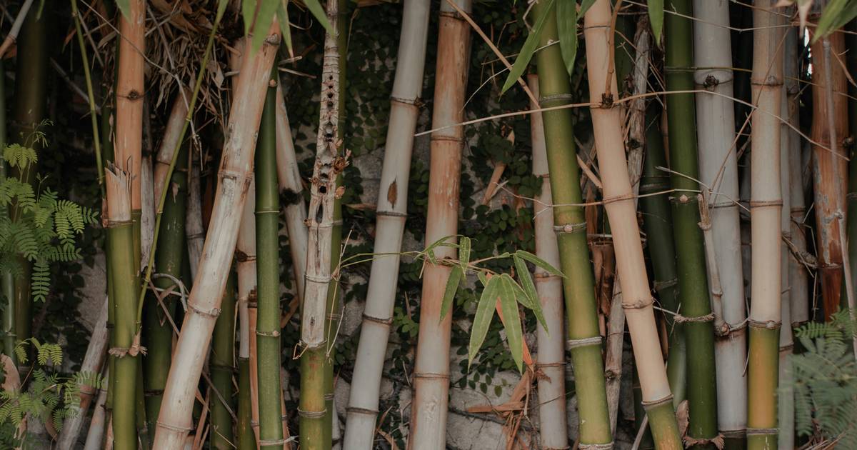 Bambus zastąpi plastik? Może być wykorzystany w motoryzacji czy lotnictwie