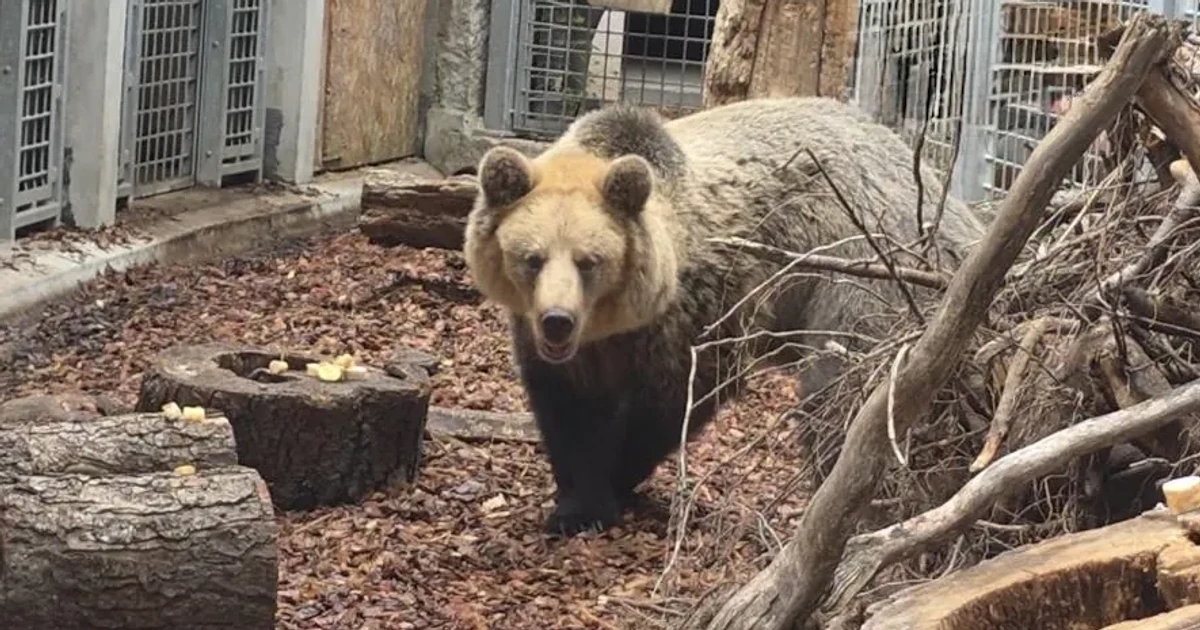Nowy lokator w zoo! Przyjechał niedźwiedź brunatny Artur