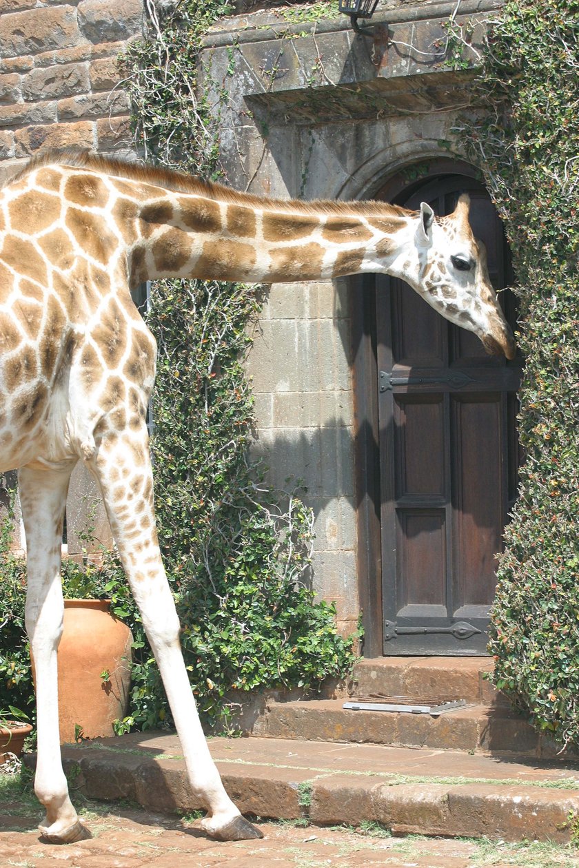 Najdziwniejsze hotele na świecie - Giraffe Manor