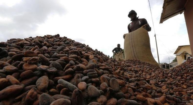 Men pour out cocoa beans to dry in Niable, at the border between Ivory Coast and Ghana, June 19, 2014.     REUTERS/Thierry Gouegnon