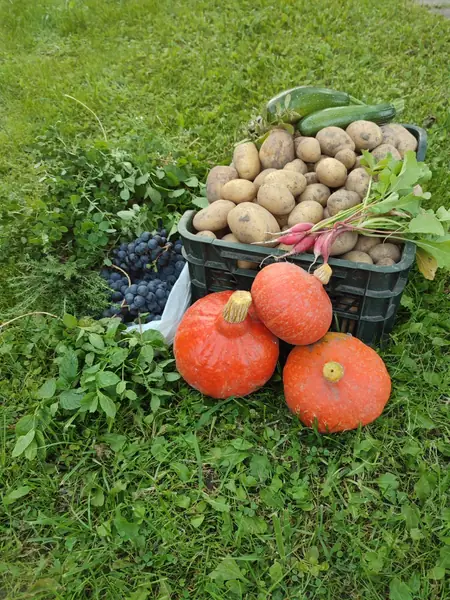 &quot;Co roku staramy się wyhodować coś nowego na naszej działce&quot;