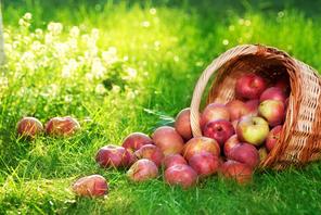 jabłko zdrowie jabłka