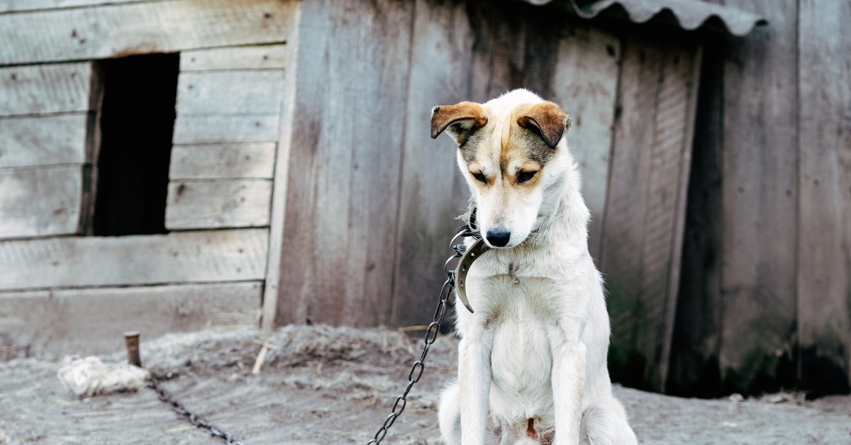 To już pewne: psy wracają na łańcuchy – ale co najmniej 3 metrowe [ustawa łańcuchowa]