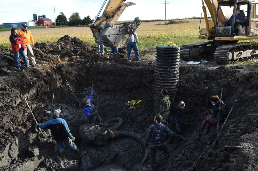 Rolnik znalazł na swoim polu szczątki mamuta