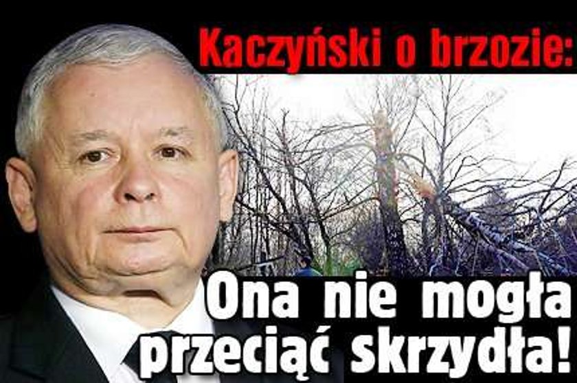 Kaczyński o brzozie: Ona nie mogła przeciąć skrzydła!