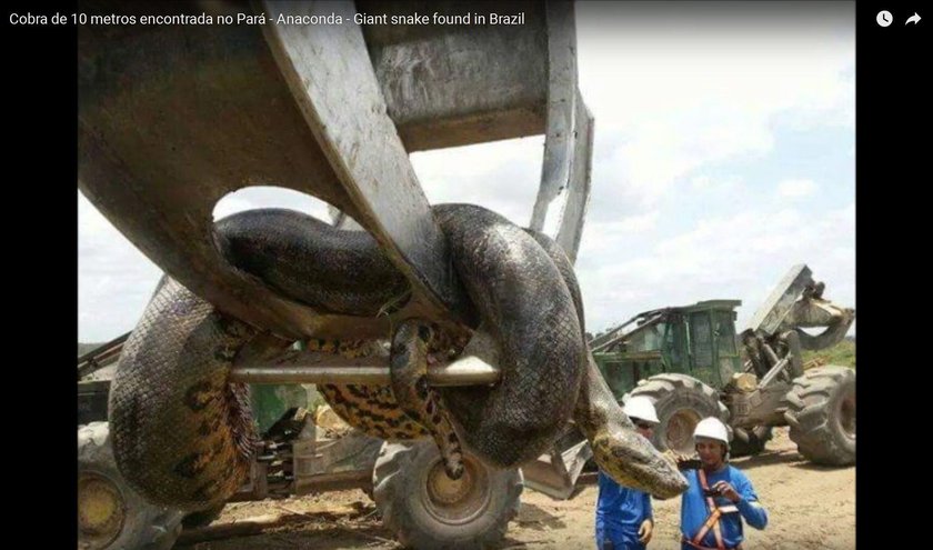 Gigantyczny wąż znaleziony w Brazylii