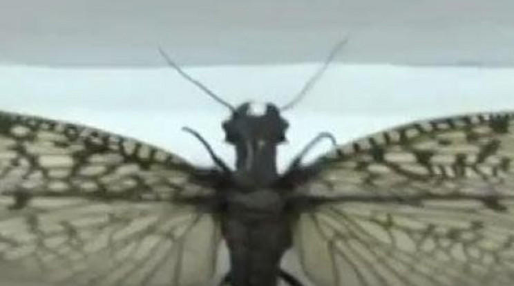Félelmetes rovart fedeztek fel – videó!