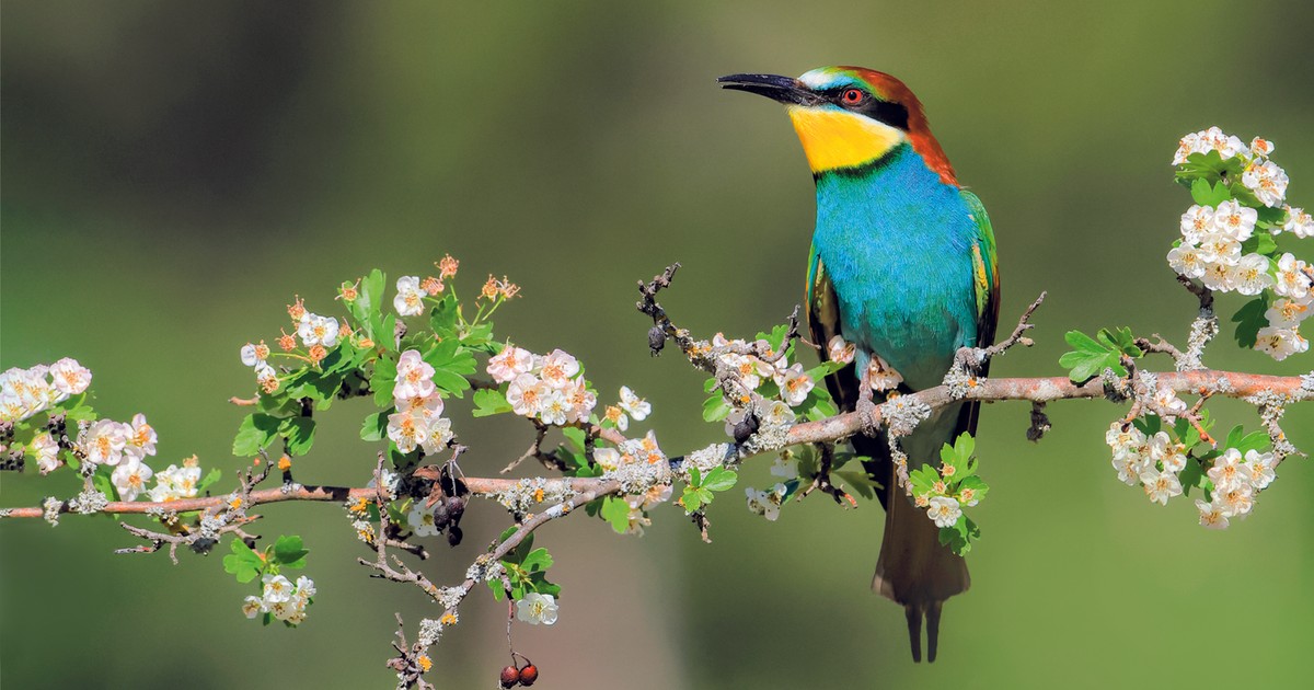 Ten ptak gnieździ się w norach. Potrafi kopać naprawdę głęboko