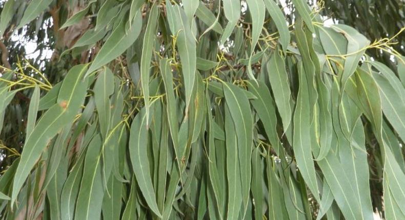 Découvrez les merveilleux bienfaits de l'eucalyptus (Khot bouteille)
