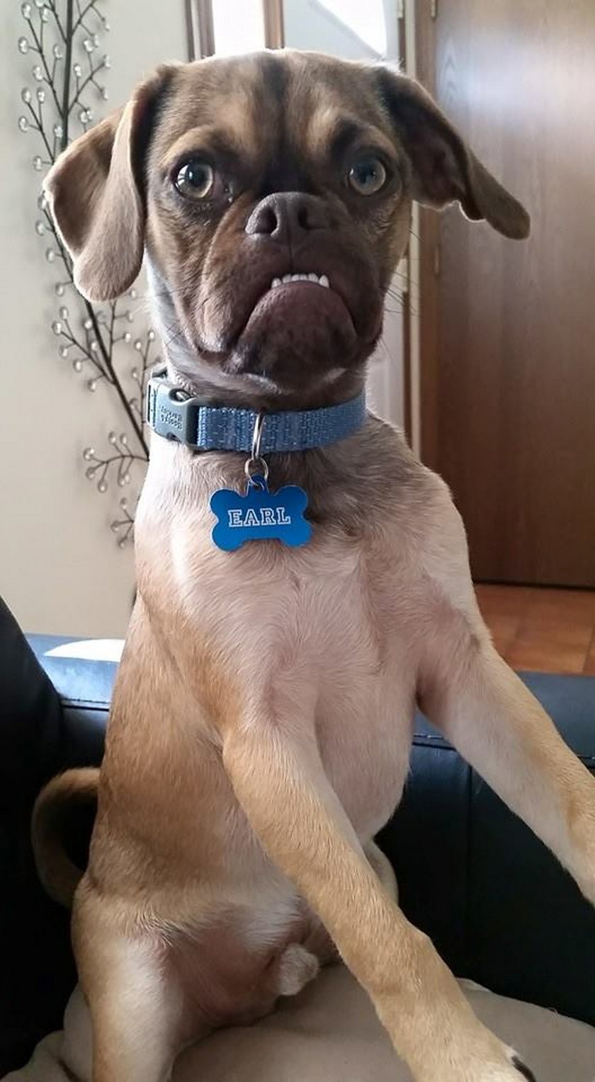 Earl Grumpy Dog