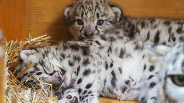 W miejskim ogrodzie zoologicznym urodziły się trzy irbisy śnieżne.