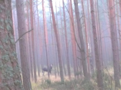 W tych pomorskich lasach możesz spotkać łosie, a nawet wilki