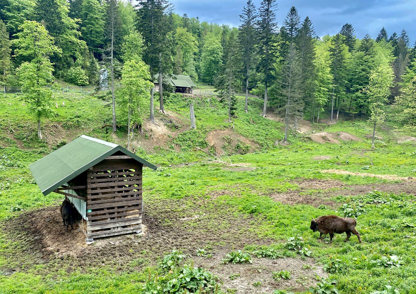 Zagroda Pokazowa Żubrów