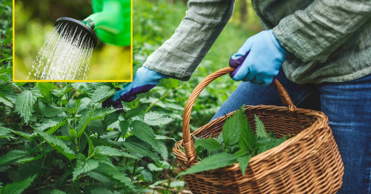 Czego nie podlewać gnojówką z pokrzyw?