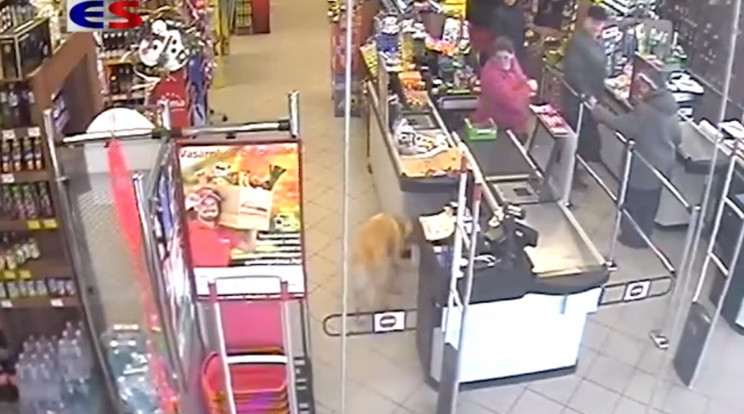 Ez a magyar kutyus valódi bolti tolvaj, de a csibészre senki sem tud haragudni!