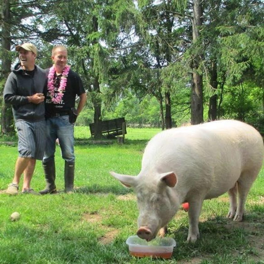 Esther the Wonder Pig