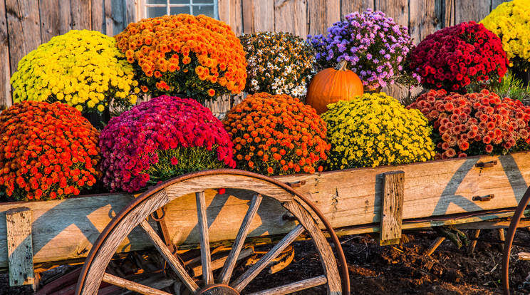 Pompás színekben virágzik a krizantém, az őszi kert dísze / Fotó: Shutterstock