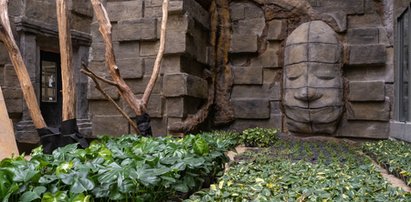 W Orientarium w Łodzi robi się zielono. Rośliny z Azji już są. A kiedy przyjadą zwierzęta?...