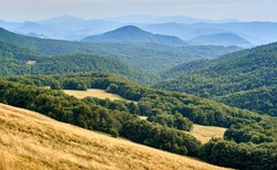 Najgrubsza polska jodła atrakcją turystyczną w Bieszczadach. Gdzie dokładnie jej szukać?