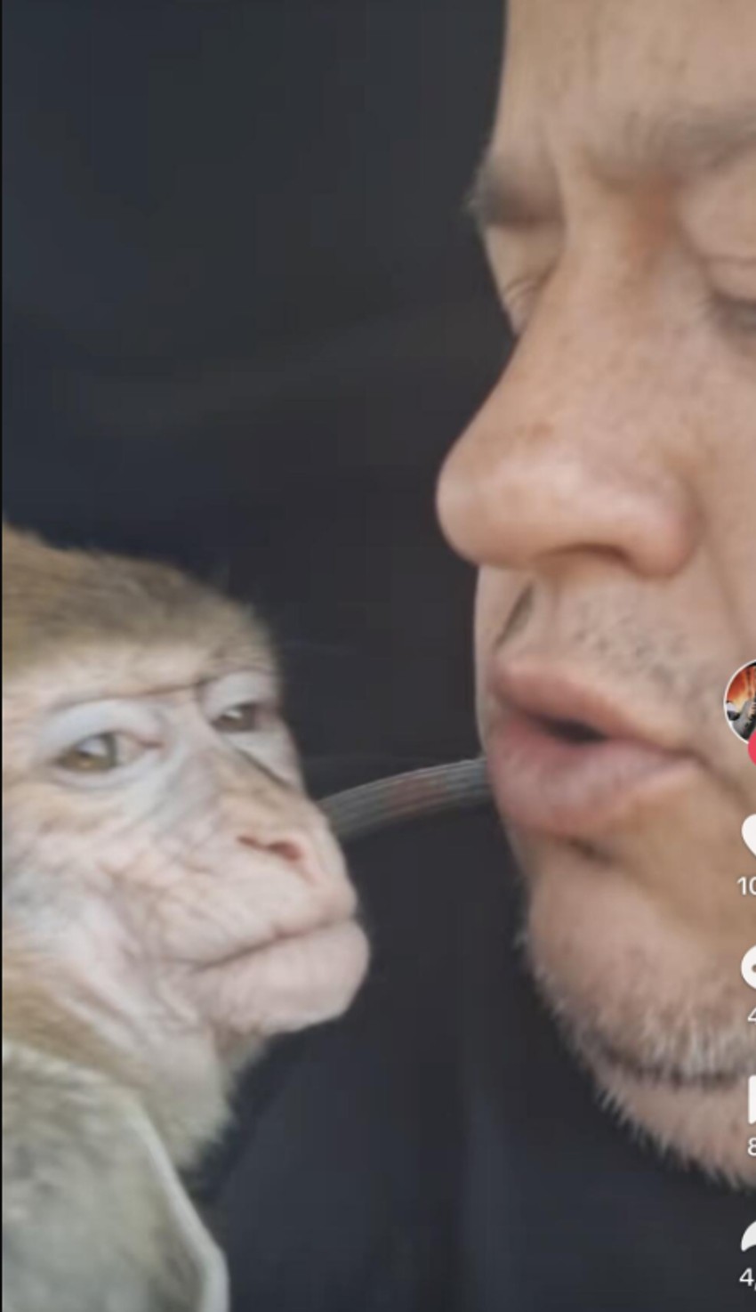 Nemanja Nikolić sa majmunom