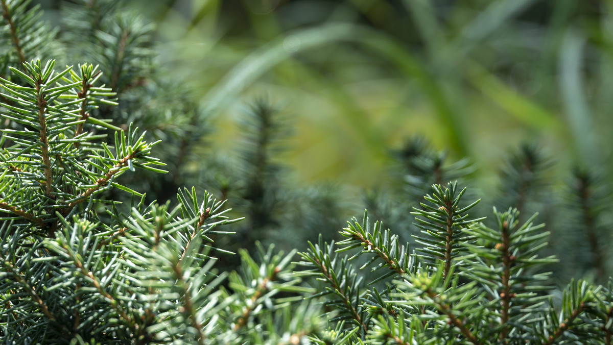 Świerk serbski to drzewo iglaste z rodziny sosnowatych (Pinaceae). Jest on o tyle ciekawym gatunkiem, że w naturze rośnie tylko w górach na terenie zachodniej Serbii i wschodniej Bośni – jest więc endemitem (gatunkiem niewystępującym nigdzie indziej) tego regionu i jest tam zagrożony wyginięciem. Osiąga on 30 m wysokości i ma charakterystyczny dla świerków pokrój stożkowaty, jednak jego korona jest bardzo wąska. Kora ma kolor pomarańczowy i jest spękana na płaty. Igły są ostre, kłujące i krótkie, zielone, z dwoma białymi paskami po spodniej stronie. Jest jednopienny – kwiaty męskie i żeńskie rosną na tym samym osobniku. Szyszki osiągają 7 cm długości i mają purpurowobrązowe zabarwienie.