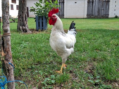 Podwójna emerytura z ZUS i KRUS – przywilej czy niesprawiedliwość? Rolnicy czują się oszukani