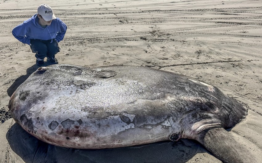 Retka riba na plaži u Oregonu