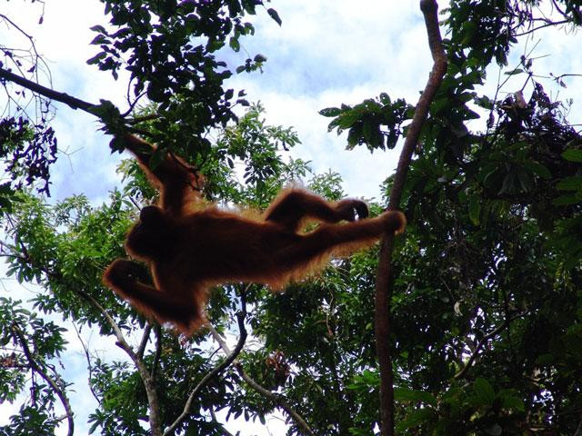 Galeria Indonezja - Orangutany z Sumatry, obrazek 19