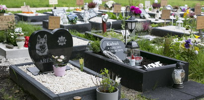 W Katowicach będzie cmentarz dla zwierząt?