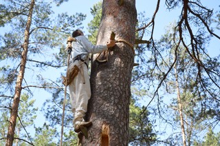 Kultura bartnicza wpisana na listę UNESCO. To polsko-białoruski sukces