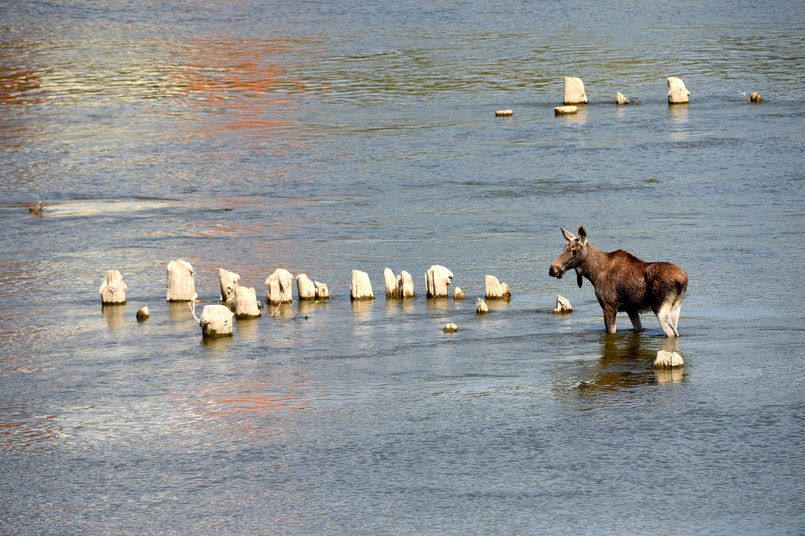 Zwierzak brodził w Wiśle przez ponad trzy godziny