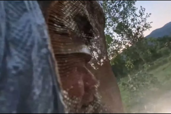 (VIDEO) "AKCIJA JE ZA****NA!" Vladica uleteo u šupu i zatekao HOROR, objavio  kad snimak od kojeg se LEDI KRV U ŽILAMA: Hiljadu agresivnih insekata ZUJE KAO MOTORI